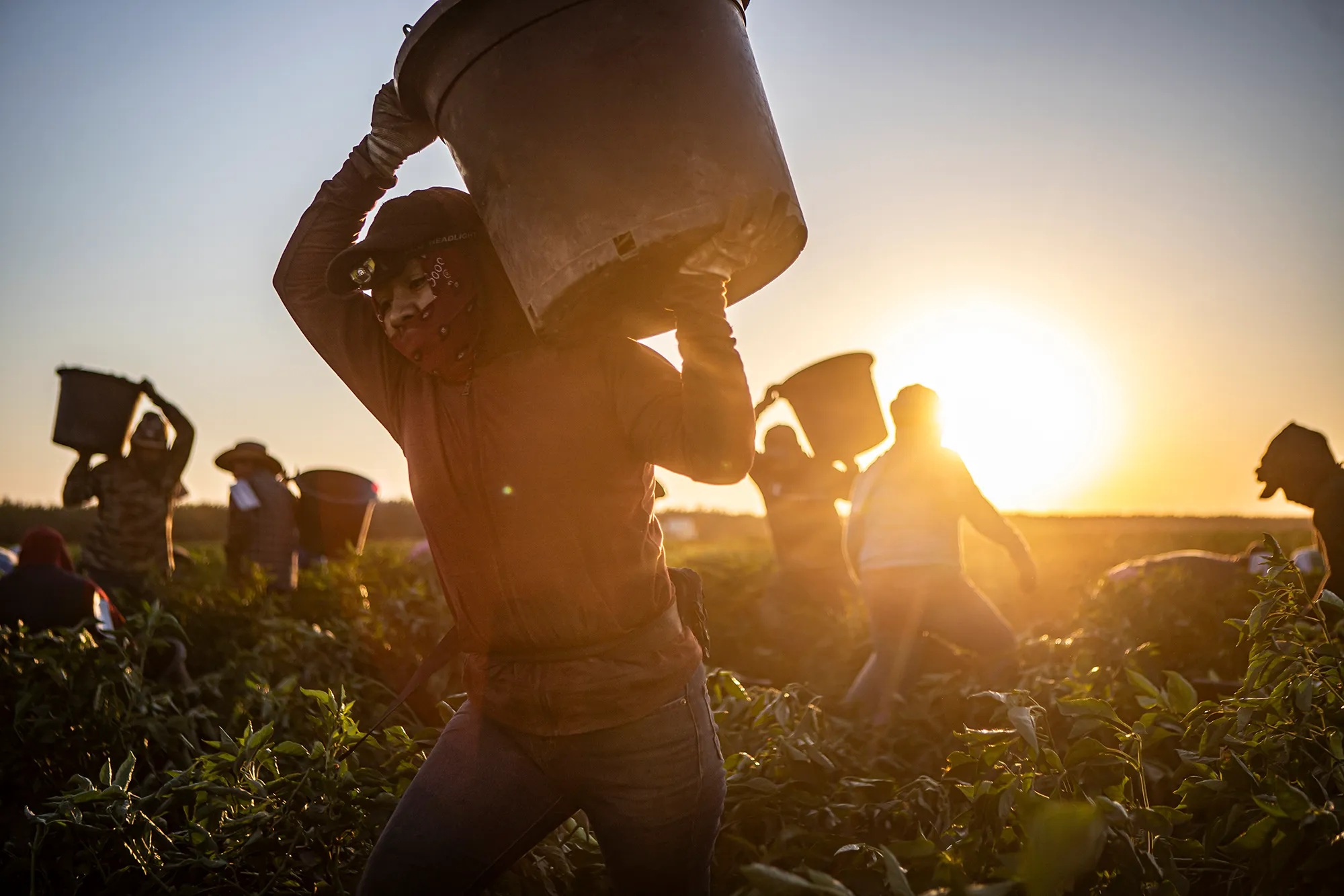 Farmworkers in Arroyo Creek